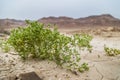 Green plant dryry Desert Soil Dead Sea Israel Royalty Free Stock Photo