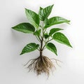 Green plant with exposed root system on white background Royalty Free Stock Photo
