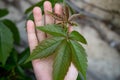 Green plant , Five-leaf on hand Royalty Free Stock Photo