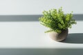 Green plant in flower pot with sunlight shadow on white table wi Royalty Free Stock Photo