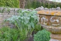 Green plant in front of a dry stone wall. An old planter is in the foreground Royalty Free Stock Photo