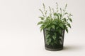 A green plant in a garbage metal bin on a light background. Space for text. Royalty Free Stock Photo