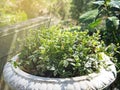 Green plant garden Royalty Free Stock Photo