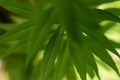 Green plant in the garden, close-up. Fresh shades of green. Royalty Free Stock Photo