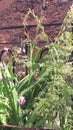 A green plant in the garden