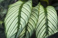 Green plant in the garden. Fresh green and white leaf background Dieffenbachia.