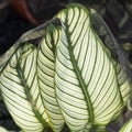 Green plant in the garden. Fresh green and white leaf background Dieffenbachia.