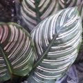 Green plant in the garden. Fresh green and white leaf background Dieffenbachia.