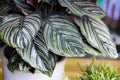 Green plant in the garden. Fresh green and white leaf background Dieffenbachia.