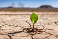 Germinating green plant in cracked arid land, blurred background.