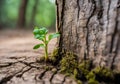 Germinating green plant near the foot of a tree, blurred background.