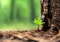 Germinating green plant near the foot of a tree, blurred background.