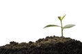 Green plant, germinating seedling sprout growing from soil isolated on white background. Nature ecology and growth concept with co Royalty Free Stock Photo