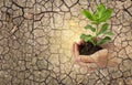 Green plant in girl hand over blurred natural dry soil crack texture background Royalty Free Stock Photo