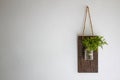 Green plant in glass bottle fixed on the wooden desk, hanging on the white wall Royalty Free Stock Photo