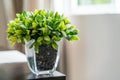Green Plant Glass Pot