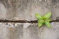 Green plant glowing on concrete wall.