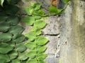 Grey background wall with green leaves Royalty Free Stock Photo