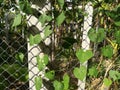 Green Plant grow on the concrete pole and rope wire.