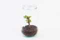 Green plant grow inside glass jar