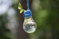 Green plant grow in light bulb water vase for decoration Royalty Free Stock Photo