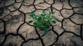 Green plant grow in middle dry cracked earth. nature recovery and climate change solution