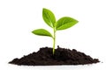 Green plant grow in pile of soil on white Royalty Free Stock Photo