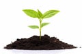 Green plant grow in pile of soil on white Royalty Free Stock Photo