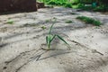 Green plant growing through the concrete cement road. Urban picture of nature. Small herb leaf is coming up on the stone Royalty Free Stock Photo