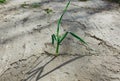 Green plant growing through the concrete cement road. Urban picture of nature. Small herb leaf is coming up on the stone Royalty Free Stock Photo