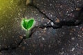 Green plant growing from crack in asphalt on road. Beginning of new life  growth  motivation  struggle concept Royalty Free Stock Photo