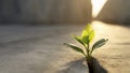 Green plant growing through crack in the ground Royalty Free Stock Photo