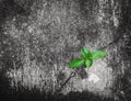 Green plant is growing on cracked concrete Royalty Free Stock Photo