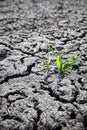 Green plant growing from cracked earth Royalty Free Stock Photo