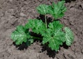 Green plant growing from cracked earth. New life. plant on dry ground. Royalty Free Stock Photo