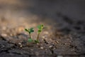 Green plant growing from crackling earth in sunlit Royalty Free Stock Photo