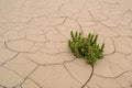 Green plant growing on dry cracked earth Royalty Free Stock Photo