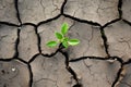 Green plant growing on dry cracked soil Royalty Free Stock Photo