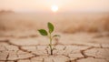 Green Plant Growing in Dry Cracked Soil at Sunset. Royalty Free Stock Photo