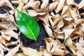 Green plant growing among the dry leaves. Contrast concept.