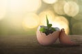 Green plant growing in egg shell concept Royalty Free Stock Photo