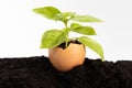 Green plant growing in an egg shell isolated on white background Royalty Free Stock Photo