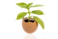 Green plant growing in an egg shell isolated on white background Royalty Free Stock Photo