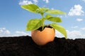 Green plant growing in an egg shell Royalty Free Stock Photo