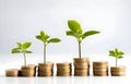 green plant growing on golden coins stacks on white background Royalty Free Stock Photo