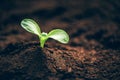 Green plant growing in good soil. Banner with copy space. Agriculture, organic gardening, planting or ecology concept. Young Royalty Free Stock Photo