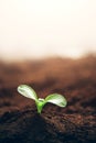 Green plant growing in good soil. Banner with copy space. Agriculture, organic gardening, planting or ecology concept. Young Royalty Free Stock Photo