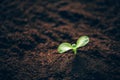 Green plant growing in good soil. Banner with copy space. Agriculture, organic gardening, planting or ecology concept. Young Royalty Free Stock Photo