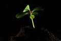 Green plant growing in good soil. Banner with copy space. Agriculture, organic gardening, planting or ecology concept Royalty Free Stock Photo
