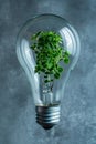 Green plant growing in the light bulb at the blue background Royalty Free Stock Photo